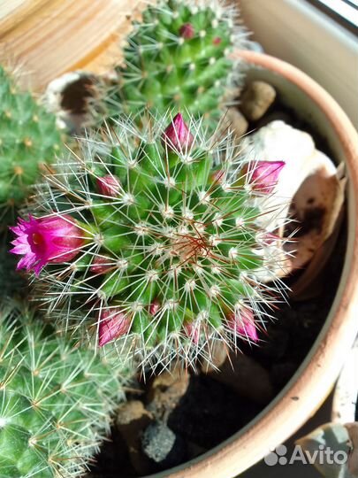 Кактус Мамилярия 2 вида. Цветёт