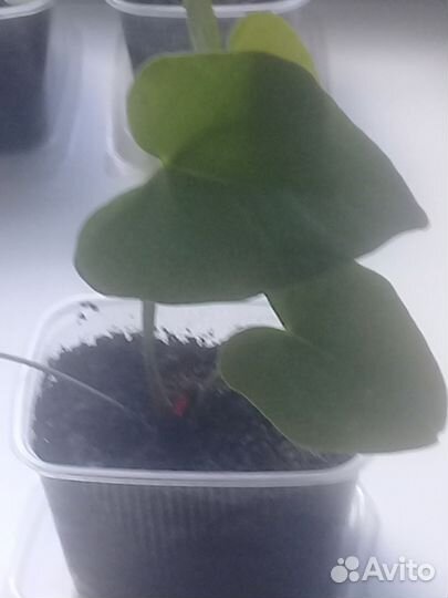 Продаю цветы