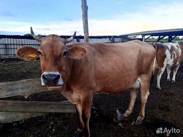Коровы дойные