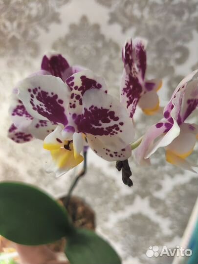 Орхидея Пиниф