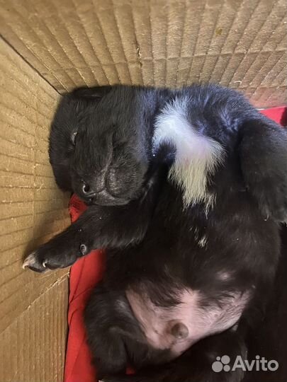 Щенки кане корсо