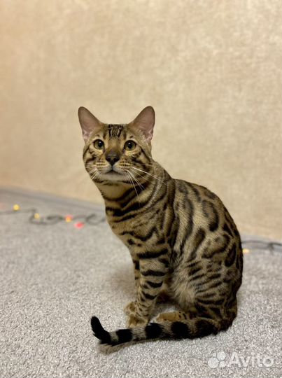 Бенгальский кот вязка