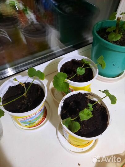 Герань красная