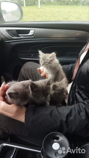 Котята в добрые руки