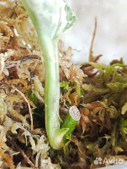 Сциндапсус Peasun