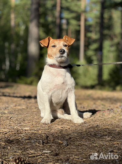 Случка джек рассел