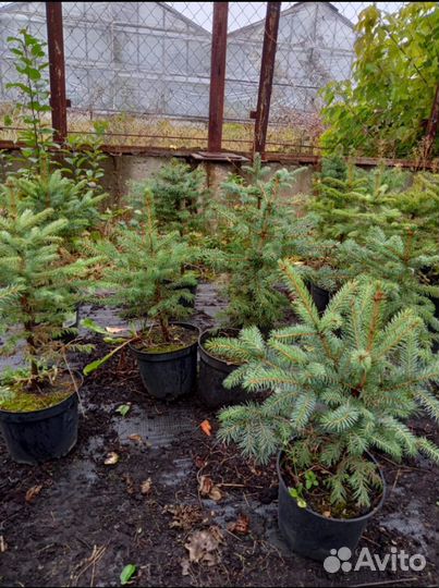 Голубые ели