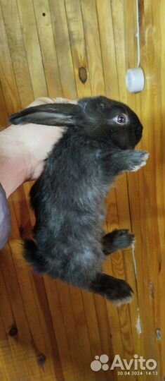 Кролики мясных пород