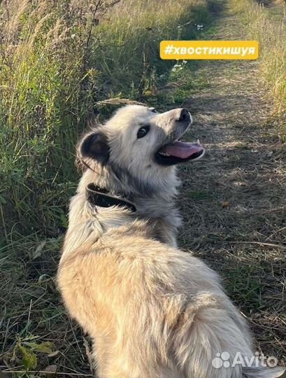 Друг для семьи,очень добрый