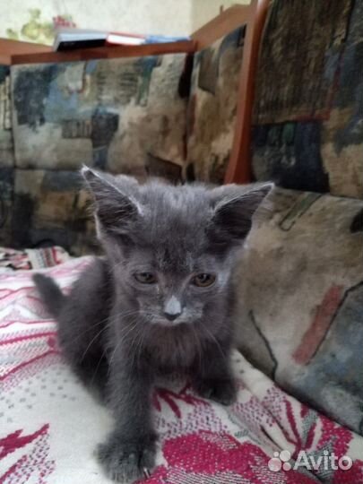 Кошечка или кот