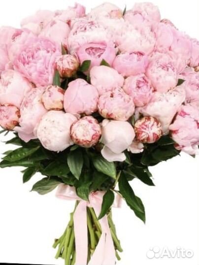 Пионы Новороссийск