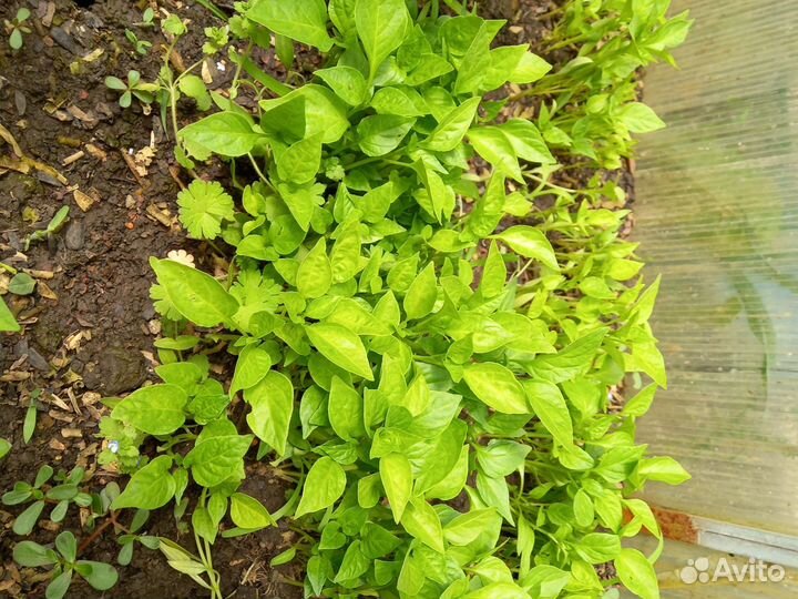 Перец болгарский рассада