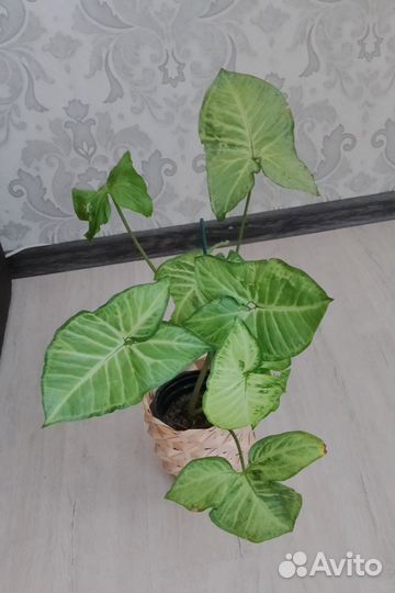Фикус мокламе, сциндапсус