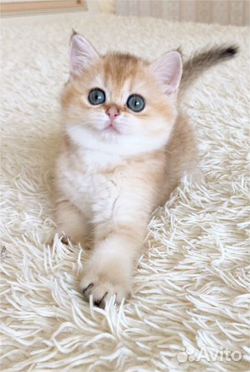 Золотая шиншилла по имени Nora