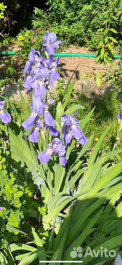 Продаю сортовые Ирисы