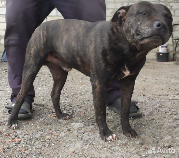 Питбультерьер