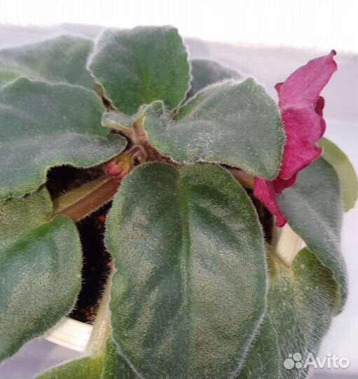 Фиалки цветущие в горшке