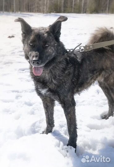 Собака «Туся»