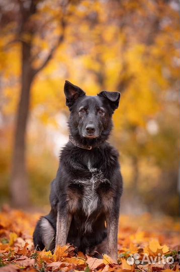 Собака Лима