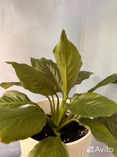 Спатифиллум- женское счастье