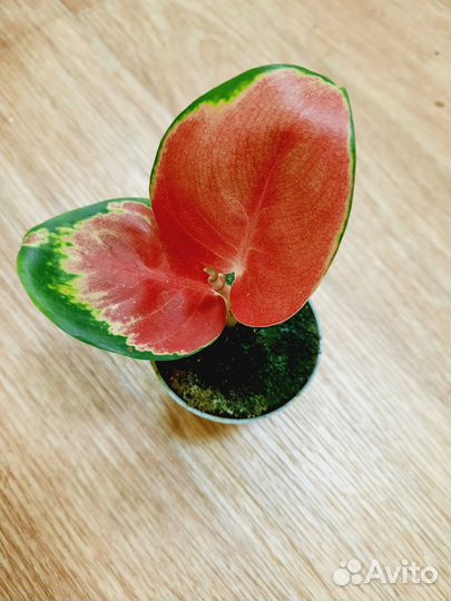 Комнатные растения редкие