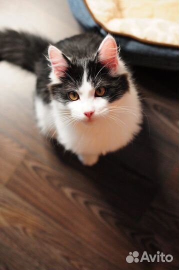 Отдаю чудесного котика в добрые руки