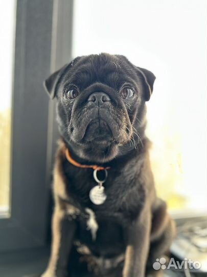 Мопс вязка мальчик