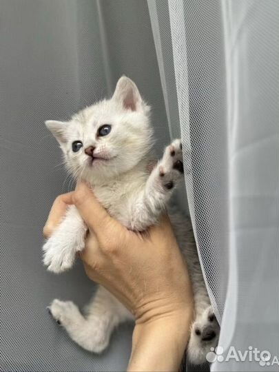 Шотландские котята