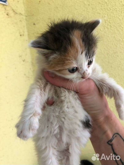 Котенок ищет дом