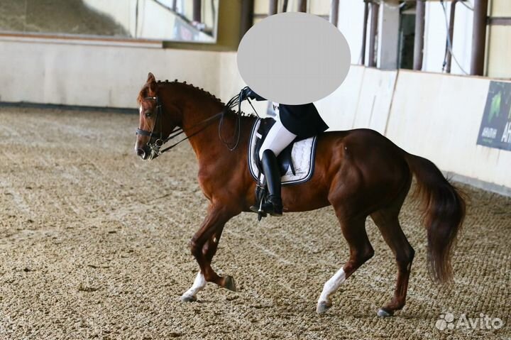 Продается кобыла для выездки