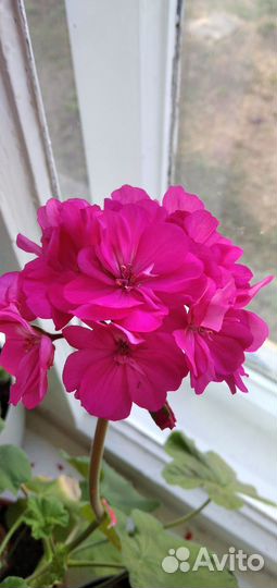 Пеларгония герань