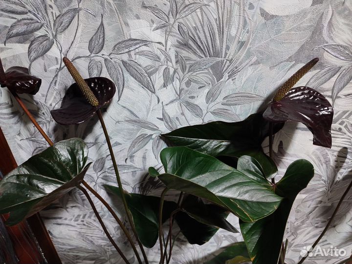 Антуриум чёрный принц