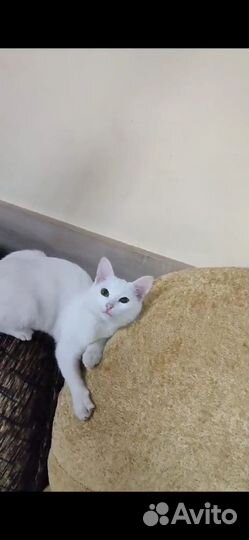 Кошка в добрые руки