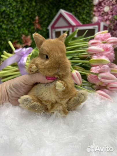 Кролики миниатюрные ручные