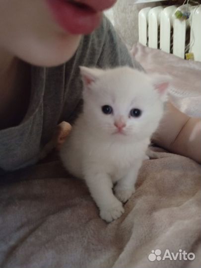 Котики бесплатно