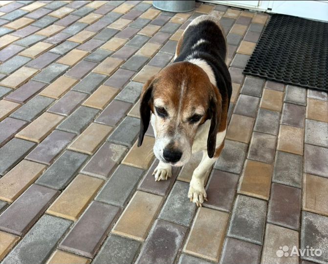 Бигль в добрые руки