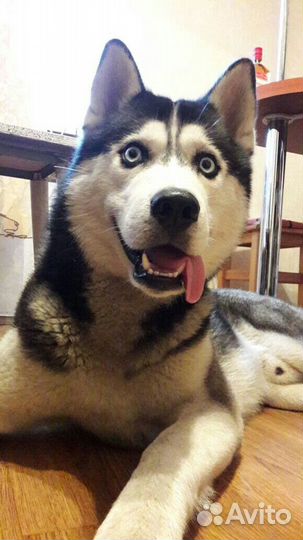 Хаски для вязки