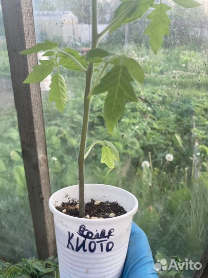 Рассада томатов