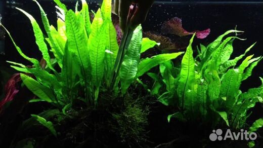 Заказ аквариумных растений