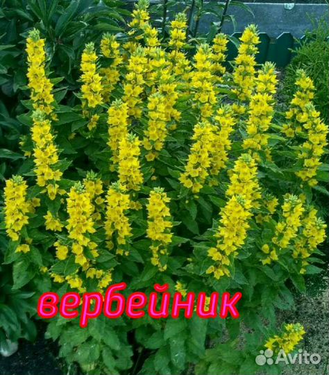 Многолетники