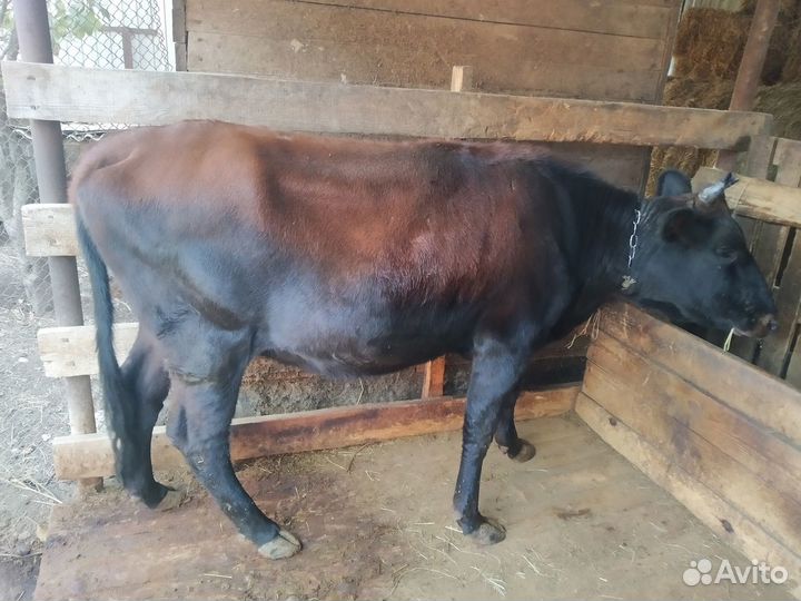 Бык и телка