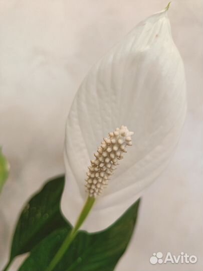 Спатифиллум в ассортименте