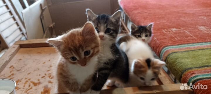 Котята в добрые руки