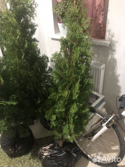 Туя смарагд