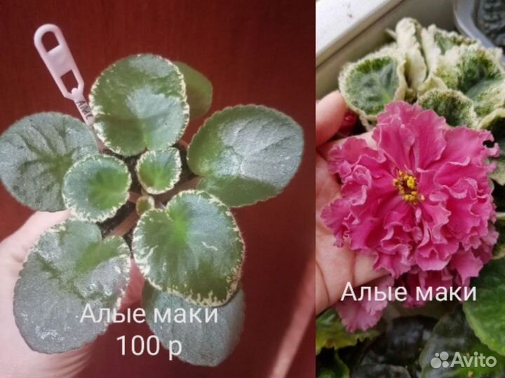 Детки фиалки
