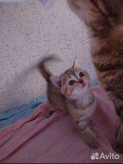 Котёнок шотландский скоттиш-страйт