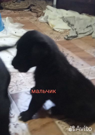 Собака в добрые руки щенок