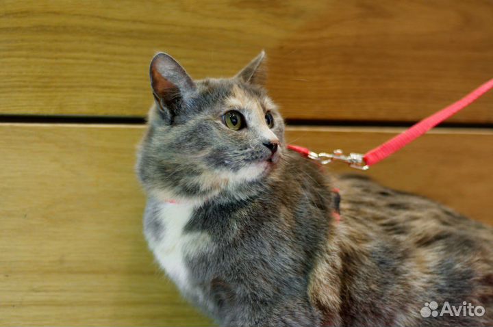 Кошечка Анфиса в добрые руки