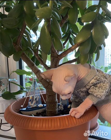 Денежное дерево