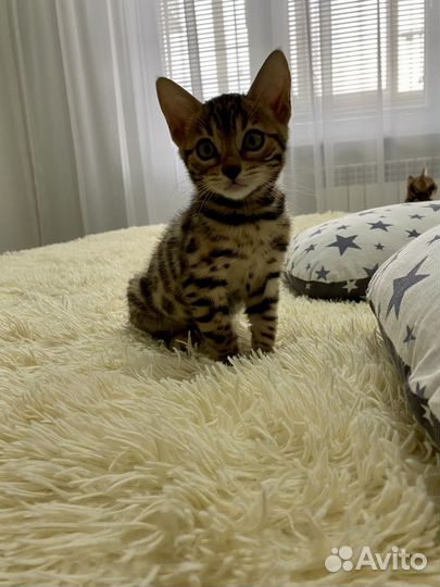 Бенгальские котята